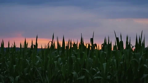Time Lapse cornfield during dawn. Time-lapse of countryside rural landscape Stock Footage 202237194