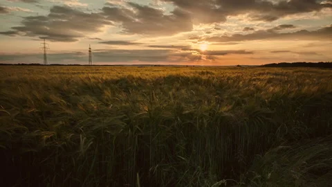 Time Lapse Cornfield Wheat field crop Agriculture Environment Sunset Clouds Stock Footage 169332231