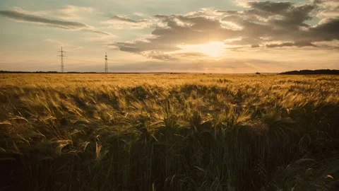 Time Lapse Cornfield Wheat field crop Agriculture Environment Sunset Clouds Video stock 169332461