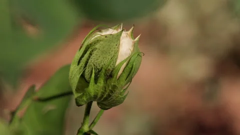Time-lapse of cotton boll cracking open to reveal white fluffy cotton, 4K. Stock Footage 164415500