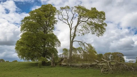 Time Lapse of Countryside Trees with Moving Clouds on Sunny Day in Ireland 動画素材 89879430