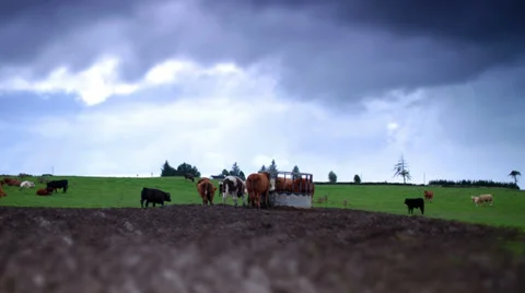 Time lapse of cows on farm with green grass and moody sky 스톡 동영상 32936633