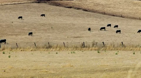 Time lapse of cows in a field Stockbeeldmateriaal 20647102