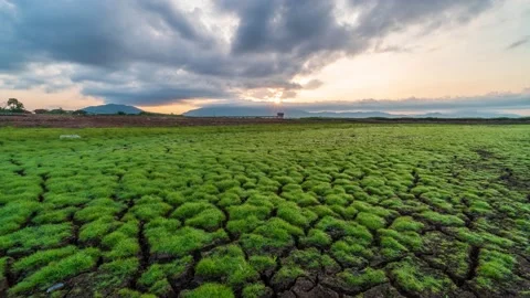 Time lapse of cracked soil surface and dry green grass in the sky background Video stock 130591751
