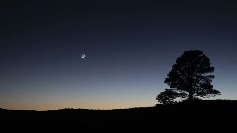 Time lapse of the crescent moon setting next to a lone tree Stock Footage 95127104