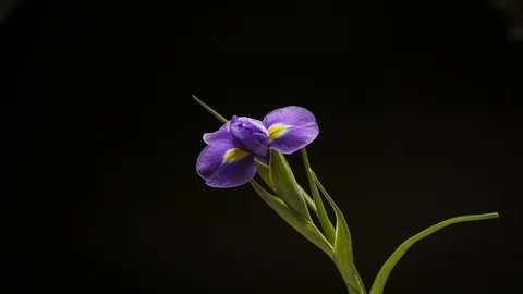 Time lapse of crocus bloom. Stock Footage 105166431