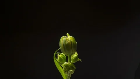 Time lapse of crocus bloom. Stock Footage 113474641