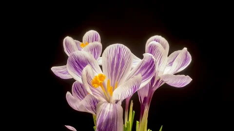 Time lapse of crocus flowering. Video stock 113472755