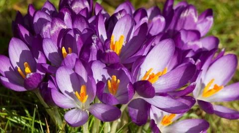 Time lapse of crocuses opening Stock Footage 2544894
