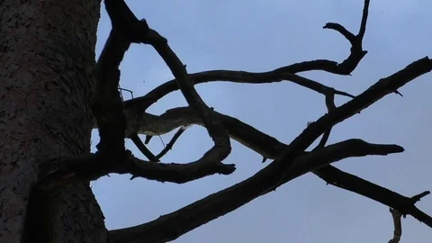 Time lapse: Crooked tree branches, grey clouds moving across a darkening sky Stock Footage 76798486