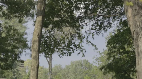 TIme Lapse CU tilt pan reveal of busy park Stock Footage 50829560