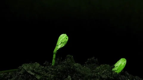 Time lapse of cucumber sprouts growth on black background, scene rotation, plant Stock Footage 270575332