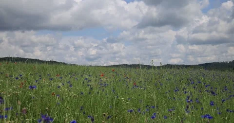 Time lapse cumulus clouds over the cornflower field Stock Footage 243384671