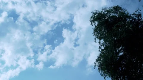 Time Lapse of Cumulus White Clouds in a Blue Sky and a Tree Foliage on a Sunny D Stock Footage 159127036