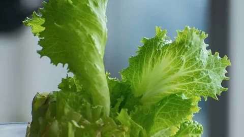 Time lapse of cut lettuce regrowing for a day Video stock 74811782