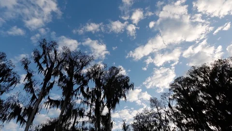 Time lapse of Cypress trees in Florida. Video stock 103432759