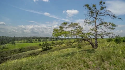 Time lapse in Czech republic, beautiful meadow in summer, European nature Stock Footage 137646802