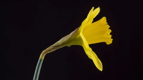 Time lapse of a Daffodil flower opening against a black background Stock Footage 103046458