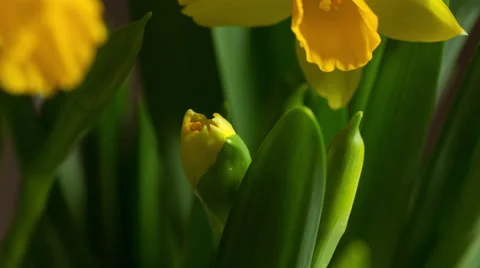 Time lapse daffodil flower starting to blossom 4K Stock Footage 47036212