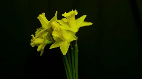 Time lapse of daffodils opening 02 10  medium shot reverse Stock Footage 10825226