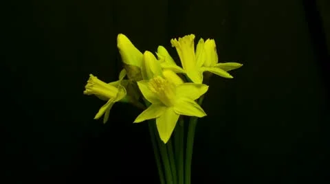 Time lapse of daffodils opening 02 10 medium shot Stock Footage 10825230