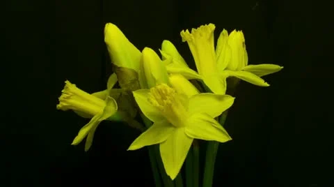 Time lapse of daffodils opening 02 10 close up HD Stock Footage 10825240