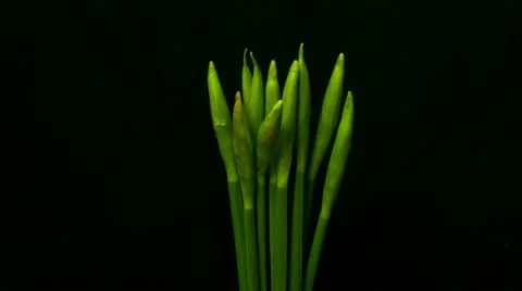 Time lapse of daffodils opening 03 3 opening ten seconds mid Stock Footage 10825228