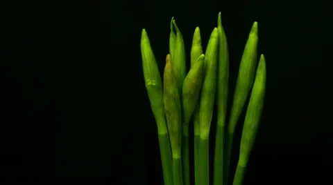 Time lapse of daffodils opening 03 3 opening ten seconds close Stock Footage 10825239