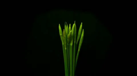 Time lapse of daffodils opening 03 3 opening ten seconds wide Stock Footage 10825241