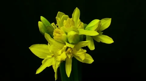 Time lapse of daffodils opening 03 3 opening ten seconds reverse Stock Footage 10825252