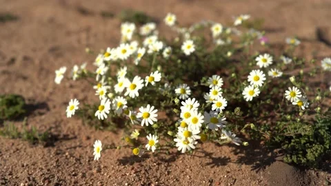 Time-lapse of daisies in a meadow under the sunlight on a windy day shot in 4K Stock Footage