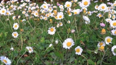 Time lapse of daisies shutting at night time Stock Footage 129333389