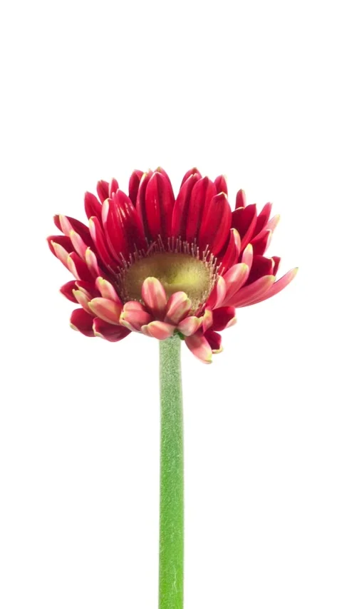 Time Lapse Daisy Flower Opening. Vertical video. Video stock 311813747
