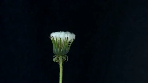 Time-lapse, dandelion blooming with white fluffy pappus seeds Stock Footage 152088916