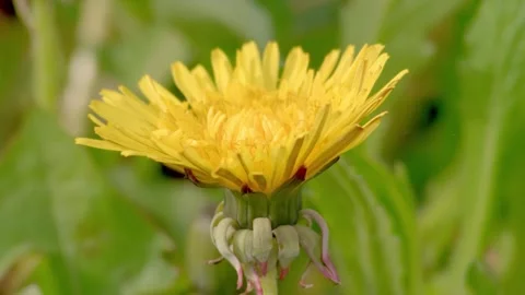 Time Lapse - From Dandelion Bud to Bloom Stock Footage 333153015