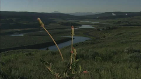 Time lapse dandelion grows on a roadside, 4K. Stock Footage 140084708