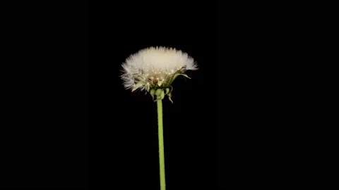 Time lapse of dandelion opening against a black background. Stock Footage 195956283