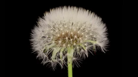 Time lapse of dandelion opening against a black background. Stock Footage 195956304