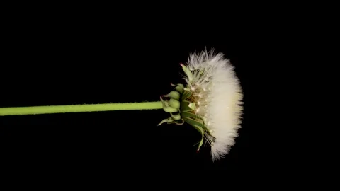 Time lapse of dandelion opening against a black background. Stock Footage 195956367
