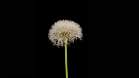 Time lapse of dandelion opening against a black background. Stock Footage 196874388