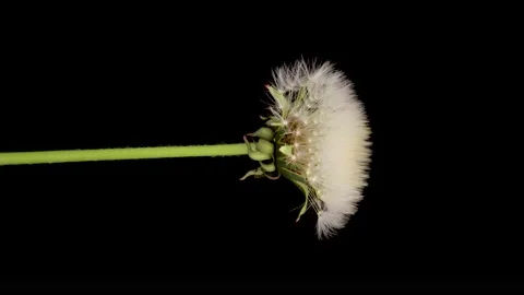 Time lapse of dandelion opening against a black background. Stock Footage 197431271