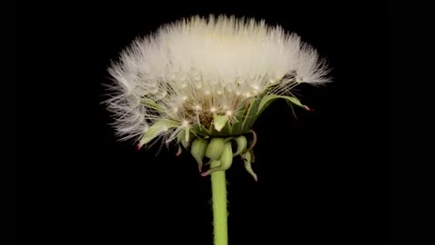 Time lapse of dandelion opening against a black background. Stock Footage 198703609