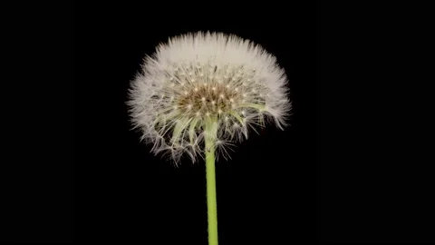 Time lapse of dandelion opening against a black background. Stock Footage 200831820