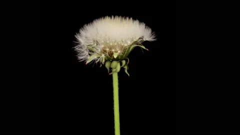 Time lapse of dandelion opening against a black background. Stock Footage 201013730