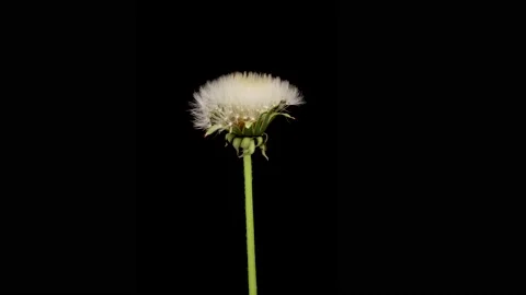 Time lapse of dandelion opening against a black background. Stock Footage 201776662