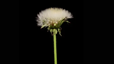 Time lapse of dandelion opening against a black background. Stock Footage 208386698