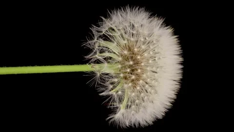 Time lapse of dandelion opening against a black background. Stock Footage 234983693