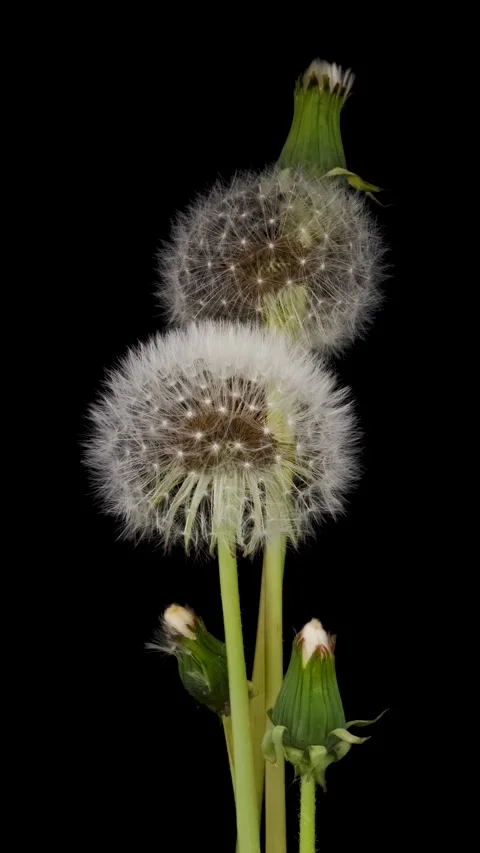 Time lapse of dandelion opening against a black background. Stock Footage 274940562