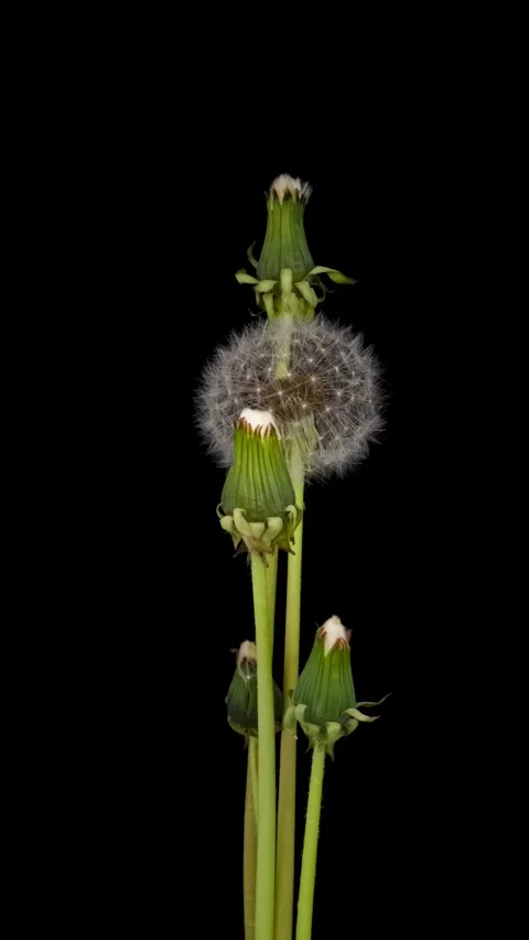 Time lapse of dandelion opening against a black background. Stock Footage 274940643