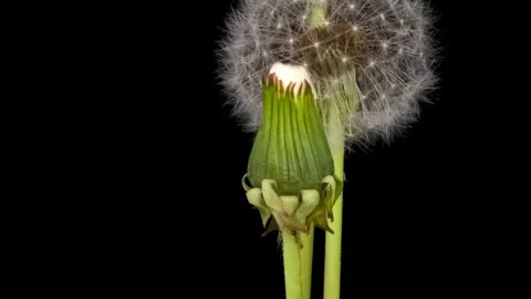 Time lapse of dandelion opening against a black background. Stock Footage 274940706